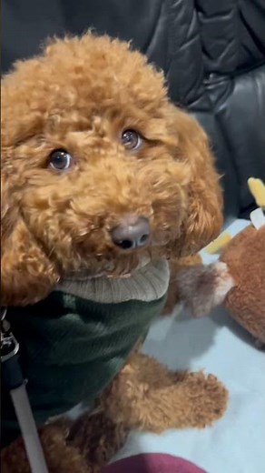 Reddish brown poodle stealing hearts #puppies #cutedog #adorable