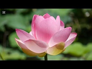 Blossoming Serenity: Soothing Flower Visuals with Relaxing Music for Mindful Calm