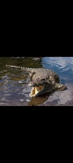 starting Minecraft animal mod plus explanation