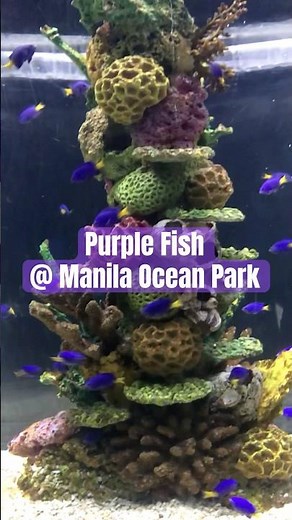 Mesmerizing Purple Fish! 💜🐟✨