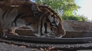 New Amur tiger heading to Como Zoo from Oregon