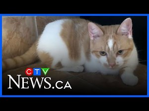 Three-legged cat looking for his forever home