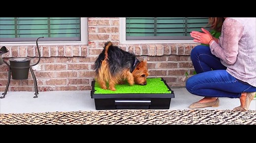 36K views · 100 reactions | The Pet Loo is your backyard in a box! This portable indoor/outdoor toilet is perfect for apartments, potty training and occasions when you can’t let your pet out. | PetSafe Brand | Facebook
