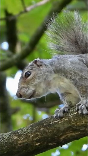 Squirrel ALARM Call #shorts #shortvideos