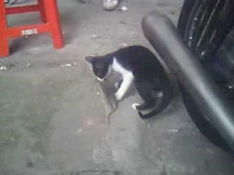 cat kills a rat