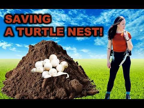 How To Rescue A Turtle Nest, With Tara!