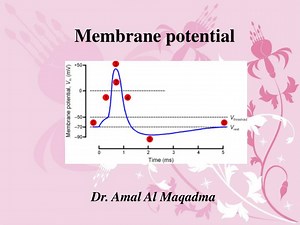 Membrane potential - SlideServe