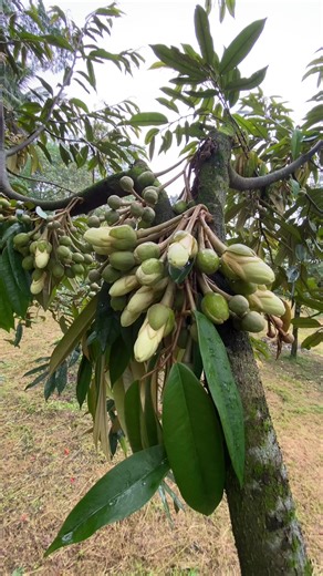 Panen Bunga Durian Musang King yang Memuaskan