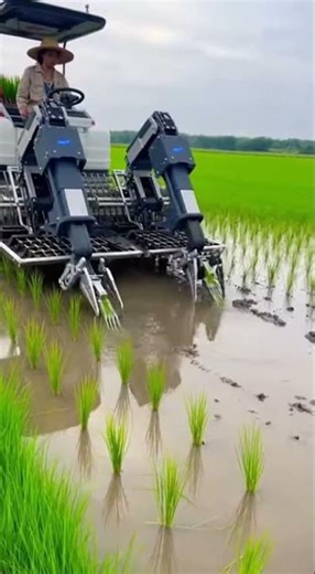 Ultra-Modern Robotic Rice Planting in Wide Fields Boosts Farm Efficiency