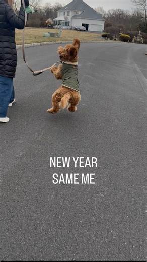 Jeter on Instagram: "New year. Same energy. I didn’t change — I just expanded my skill set. • Parkour on walks • Leash wrestling champion • Quality control for Swiffers • Sock & slipper redistribution program • Interior design (digging edition) I was never the problem. I was the entertainment. 🐾✨ Be honest, pups & pawrents— did your dog come into the new year calmer… or did they double down? #NewYearSameDog #DogParentLife #PuppyChaos #DogsOfInstagram #RelatablePets"