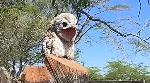 A Rare Encounter With The Elusive Ghost Bird