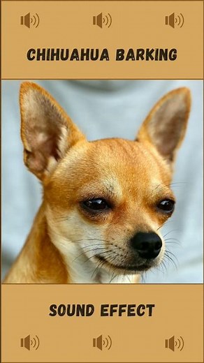 Chihuahua dog barking sound effect (no copyright)