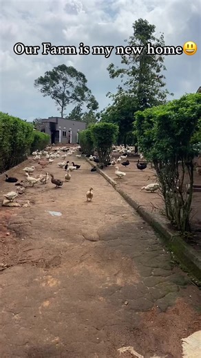 A Day in My Farm Life: Daily Farming Routine