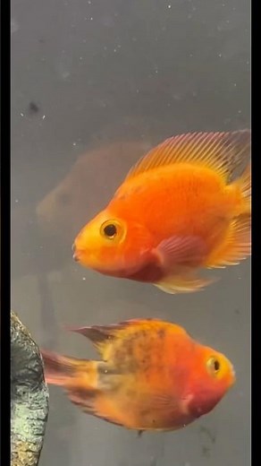 Tiger Blood Red Parrot Cichlid #aquarium #fishtank #tropicalfish #fishvideo #fish #8milemusic #ikan