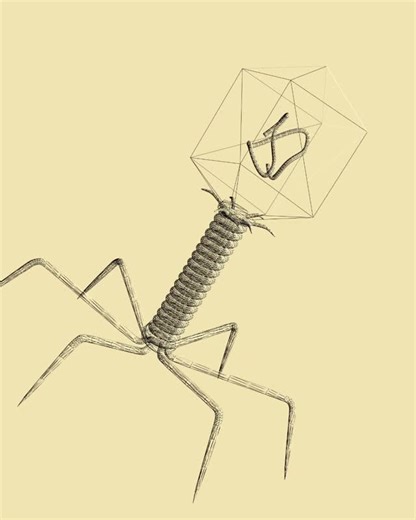 CRISPR BIOTECH ENGINEERING on Instagram: "Bacteriophages are viruses that infect bacteria, and their constant attacks have shaped the evolution of powerful bacterial defense systems. One of the most remarkable of these is the CRISPR–Cas mechanism, which works like a biological memory bank. When a bacteriophage invades, bacteria can capture small pieces of the phage’s genetic material and store them in their genome as “spacers.” These stored sequences act as a reference library so that if the sam
