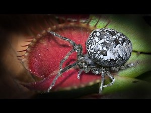 The Big Spider That Escaped… Then Returned to the Venus Flytrap