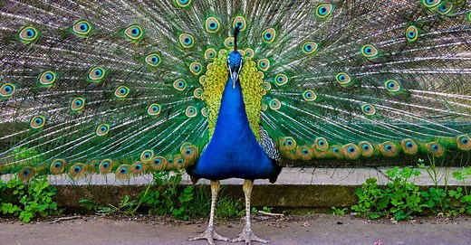 Discover 16 Amazing Birds That Start With P