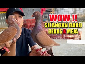 JOWO X BETINA BARU - PIYIK PERDANA GIRING