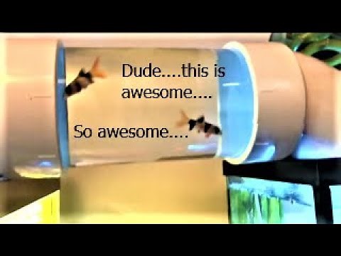 Connecting Two Aquariums With An Aqua-Bridge!