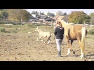 Akhal-teke filly Faradisa - For sale