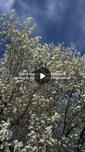 New England, Spring is coming! Even if it doesn’t look like it outside you’re window right now 🌷 | New England Forestry Foundation