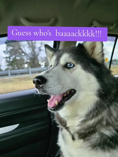 🇺🇲IamBatGirl_Buffy🩵 (@i.am.batgirl_buffy)’s videos with Givin the Dog a Bone - AC/DC