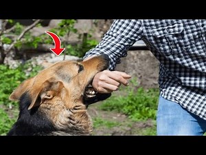 WHY DOGS ATTACK THEIR OWNER | REASON OF DOGS TURN ON THEIR OWNERS