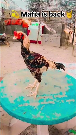 mafia is back glwa java aseel murga 👑👑🔥🔥 #aseelmurga #viralvideo