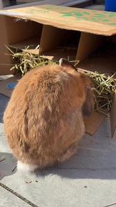 5.7K views · 446 reactions | Thumper loving his Hay Shed Box! | Thumper & Bliss | Facebook