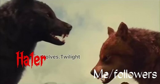#fight #battle #Twilight #hater #me #followers #wolf #werewolf