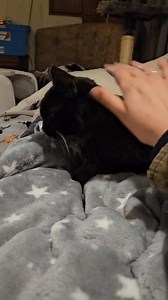 Silky Sue had a lovely sleepover 💤 with Annie last night. All she wants is love and cuddles. She’s a poorly old girl (on meds and treatment) but she misses her owner so much 💔😭 | Stray Cat Rescue Team West Midlands.