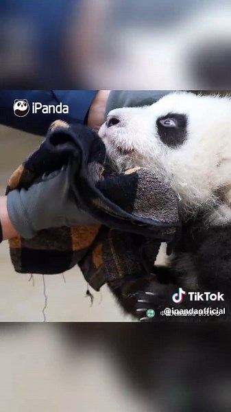Panda Facial Spa: Fun Moments with Yang & Qing Yang