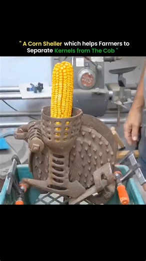 Curious Core world on Instagram: "a corn sheller machine. It is an agricultural tool designed to help farmers separate corn kernels from the cob. In the past, this work was done manually, which was time-consuming and tiring, but with the help of a corn sheller the process becomes much faster, easier, and more efficient. The machine removes the kernels smoothly without damaging them, saving farmers a lot of time and increasing productivity. Tools like this make farming more modern and convenient 