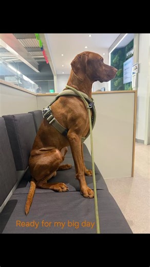 🐾✨ Neutering for a Healthier, Happier Life ✨🐾 Today we’re celebrating the brave Reggie, who absolutely smashed his neutering visit. 💙🐶 Reggie is our resident champion patient, after overcoming a trying battle with meningitis, he is now in a stable healthy chapter, ready for his neutering procedure. He sailed through his exam and procedure like a true superstar, and we couldn’t be prouder of him. Neutering plays a key role in keeping pets healthy, helping reduce certain medical risks, prevent