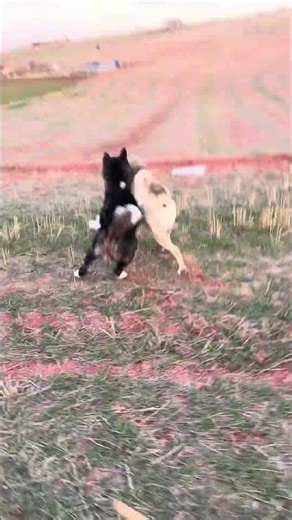 Kangal vs Akita