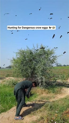 hunting for Dangerous crow eggs 🪺