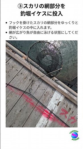 🐟釣堀紀州です。釣堀紀州は、釣ったお魚を生かすスカリの位置を順次変更しております。スカリの付け方が分からない場合、こちらの動画を参考にしてください🙇‍♀️よろしくお願いいたします。#釣堀紀州