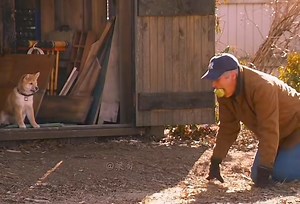 Bộ phim này mỗi lần coi đều khóc - Hachi A Dog's Tale - Bộ phim rất xứng đáng để bạn luyện nghe Tiếng Anh vào dịp rảnh rỗi nhé! Lời thoại từ vựng khá đơn giản dễ hiểu nữa | Hương Mysheo