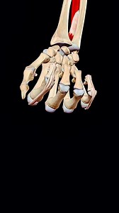 Extensor indicis 🖐️ #muscles #anatomy | Dr. Ishtiaque Arafat