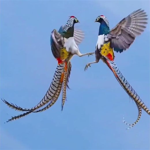 🐦A rare scene of aerial combat between Lady Amherst's pheasants #birdflash #NatureLovers #shorts