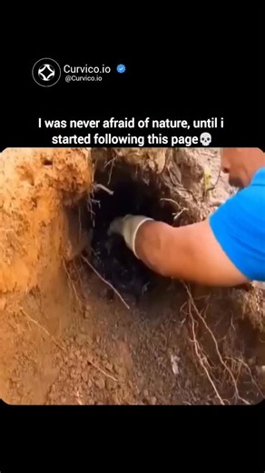 Curvico Explained on Instagram: "Pulchriphyllium giganteum, commonly known as the Giant Malaysian leaf insect, is a remarkable species native to the Malaysian rainforest, renowned for its exceptional leaf mimicry that allows it to blend seamlessly with foliage. Females, which are far more commonly encountered, feature a broad, flat green body with irregular brown edges and spots resembling a decaying leaf, reaching up to 105 mm in length—making it the largest in its genus. They often reproduce p