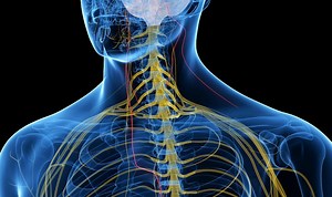 Polyvagal Theory and Regulating our Bodily State