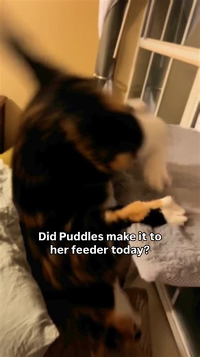 Puddles of Radioactive Slime🧪 | I have no idea what to even say for this 😭 Frequently asked questions: ~ Puddles has a TBI (traumatic brain injury) Which makes her clumsy,... | Instagram