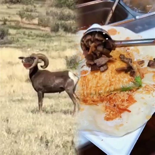 La Pelea de los Gorriados 🇦🇷🌵🐐🤣