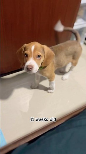 11 weeks old Lemon Beagle #puppy #beagle #pets