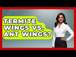 Termite Wings Vs. Ant Wings? - Insects and Invaders