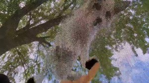 16K views · 2.8K reactions | Jagger Fox jumps! | Saveafox Corporation | Facebook