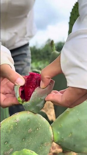 Perfect Technique for Peeling Prickly Pear Cactus Fruit #satisfying