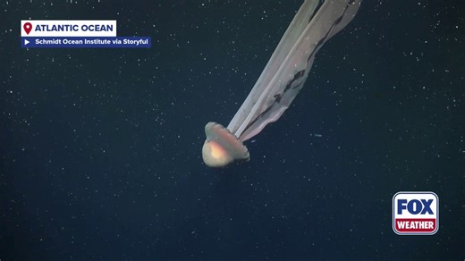 Watch: Jellyfish that can grow as big as a school bus spotted off Argentina