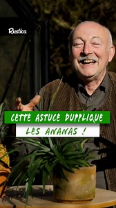 24K views · 181 reactions |  Et si vous faisiez pousser un ananas...